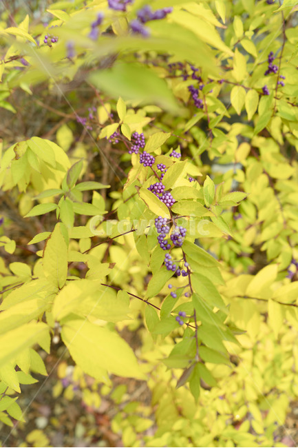 자연,가을,풀,보라,알갱이,접사,식물,자연,plants,nature,과일,열매,fruit
