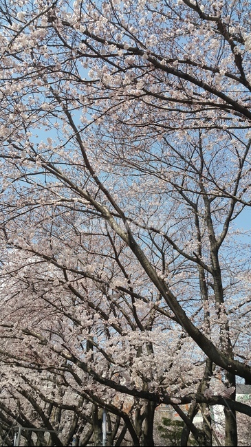벚꽃,봄,나무,꽃,벚나무,flower,봄,계절,spring,season,식물,자연,plants,nature,꽃,flower,plant