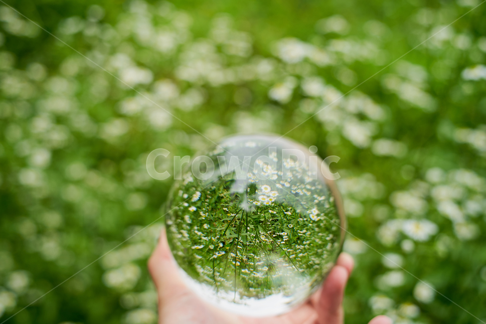 꽃,수정,구슬,소품,배경,반영,crystal,circle,flower,오후,식물,자연,plants,nature,꽃,flower,사람,인물,인간,human,person,신체일부,몸,body,감성,sensible,feeling