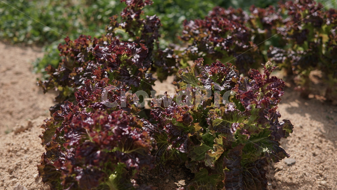 밭,상추,적상추,농작물,웰빙,채소,야채,vegetables,산업,industry,industrial,농업,농사,agriculture,farming,farming industry