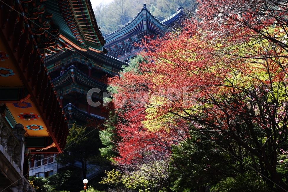 한국,단양,가을,단풍,알록달록,가을,계절,fall,autumn,season,한국전통,한국문화,korean traditional,korean culture,건축물,건물외관,exterior,building,structure,architecture,construction