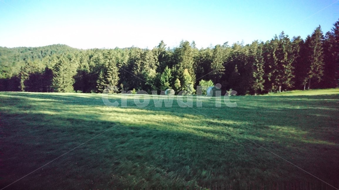 숲,나무,잔디,힐링,자연,자연,풍경,nature,landscape,grass,plant,식물,lawn
