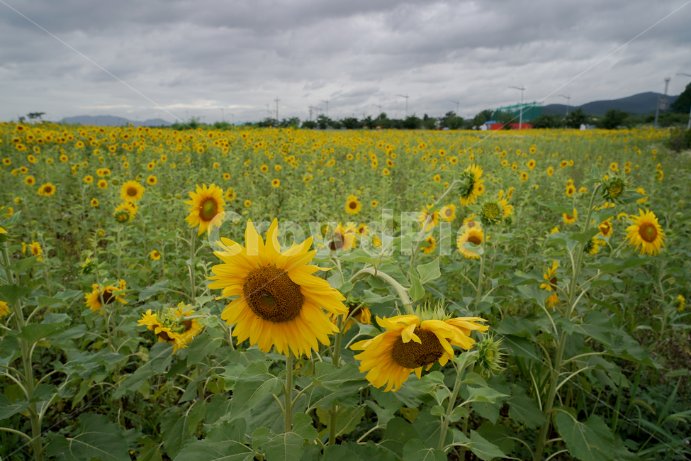 해바라기,흐린날,여름꽃,sunflower,flower,구름,식물,자연,plants,nature,꽃,flower