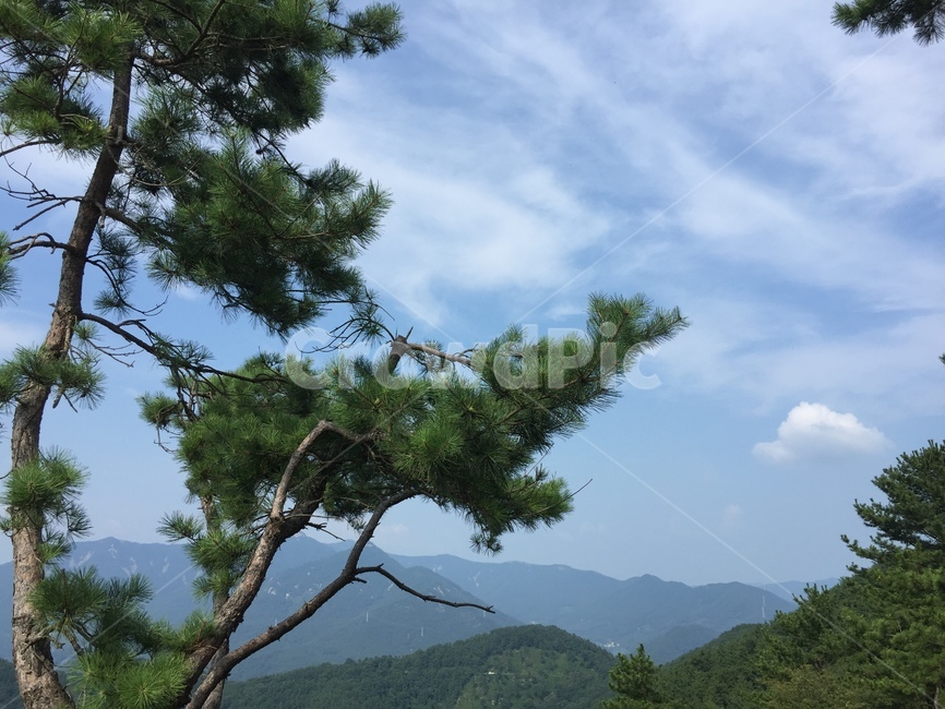 섬,바다,자연경관,풍경,경치,소나무