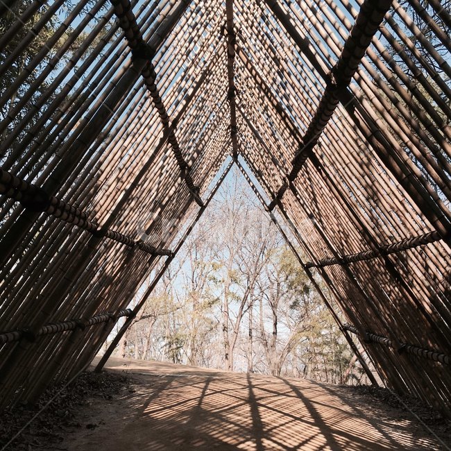 삼각형,triangle,대나무,대나무숲,숲,그림자