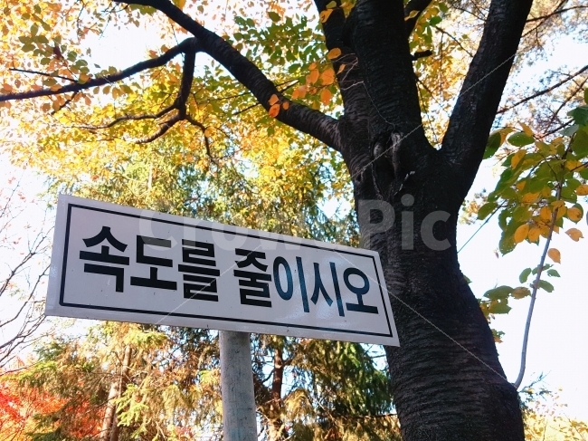 가을,단풍,자연,힐링,표지판,속도,느림,여유,시간,휴식,삶,나들이,여행,소풍,숲,nature,autumn,가을,계절,fall,autumn,season,식물,자연,plants,nature,나무,trees,wood