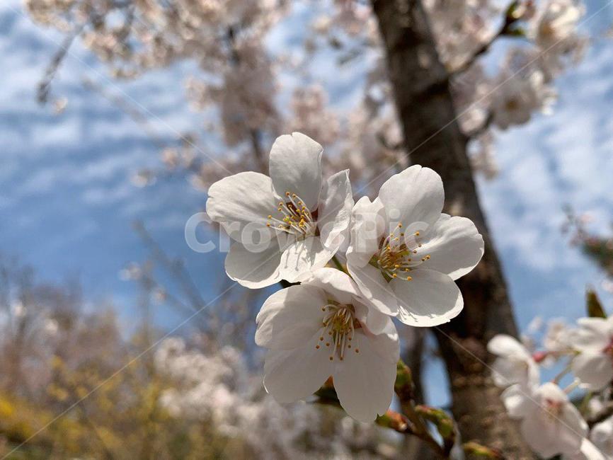 벚꽃,벚꽃놀이,꽃,꽃놀이,벚꽃길,안산벚꽃,봄,봄,계절,spring,season,식물,자연,plants,nature,꽃,flower,plant,blossom