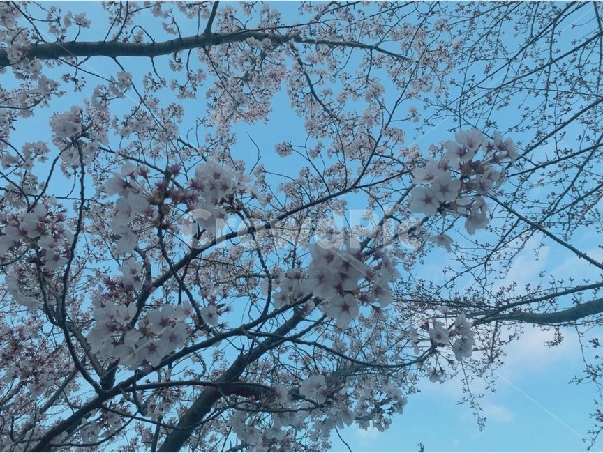 벚꽃,꽃,식물,봄,벚꽃나무,자연,하늘,plant,flower,blossom,sky,cherryblossom,nature