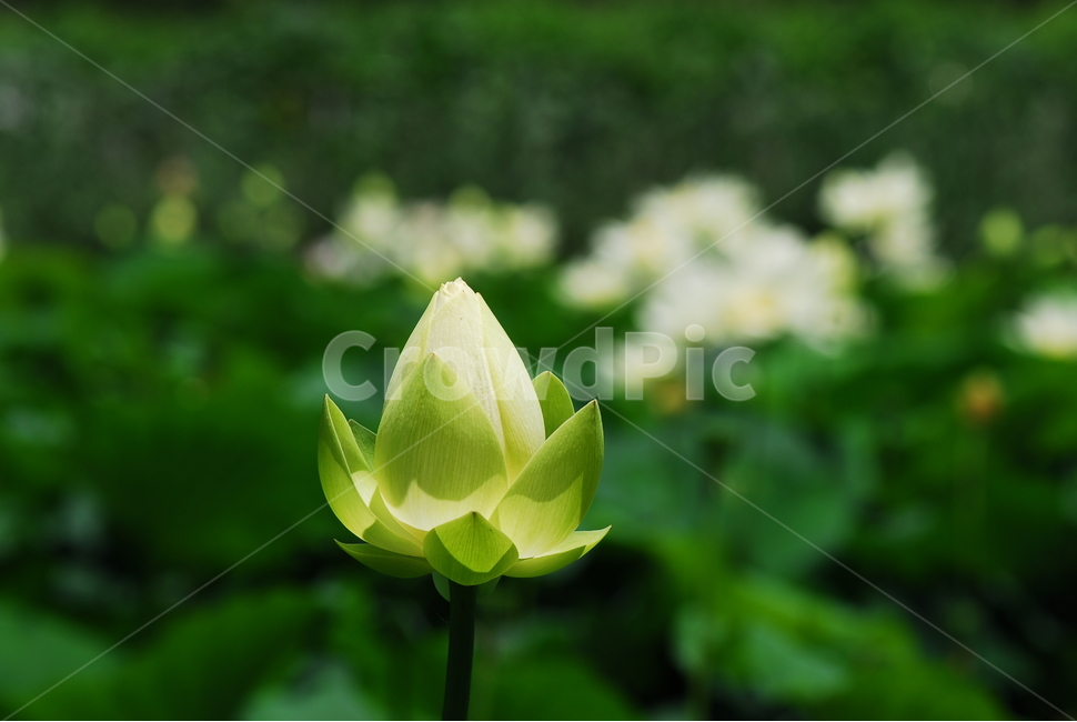 꽃,연꽃,궁남지,불교,여름,식물,자연,plants,nature,꽃,flower