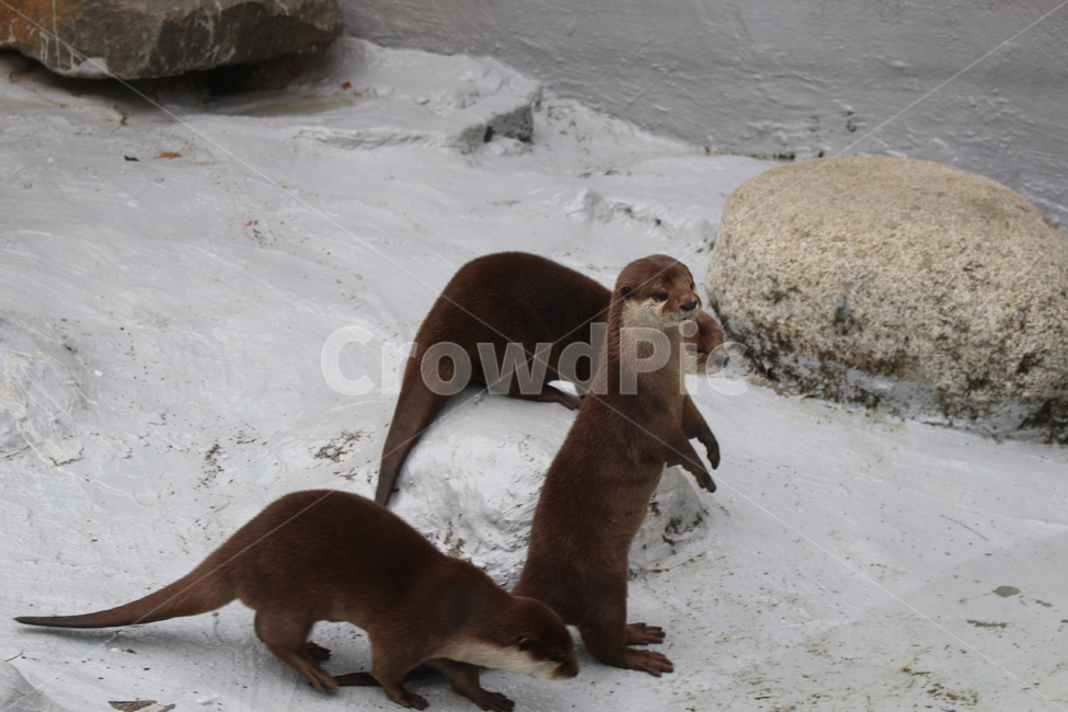 동물,동물원,수달,귀여움,애기,삼형제,동물,animal,포유류,mammal