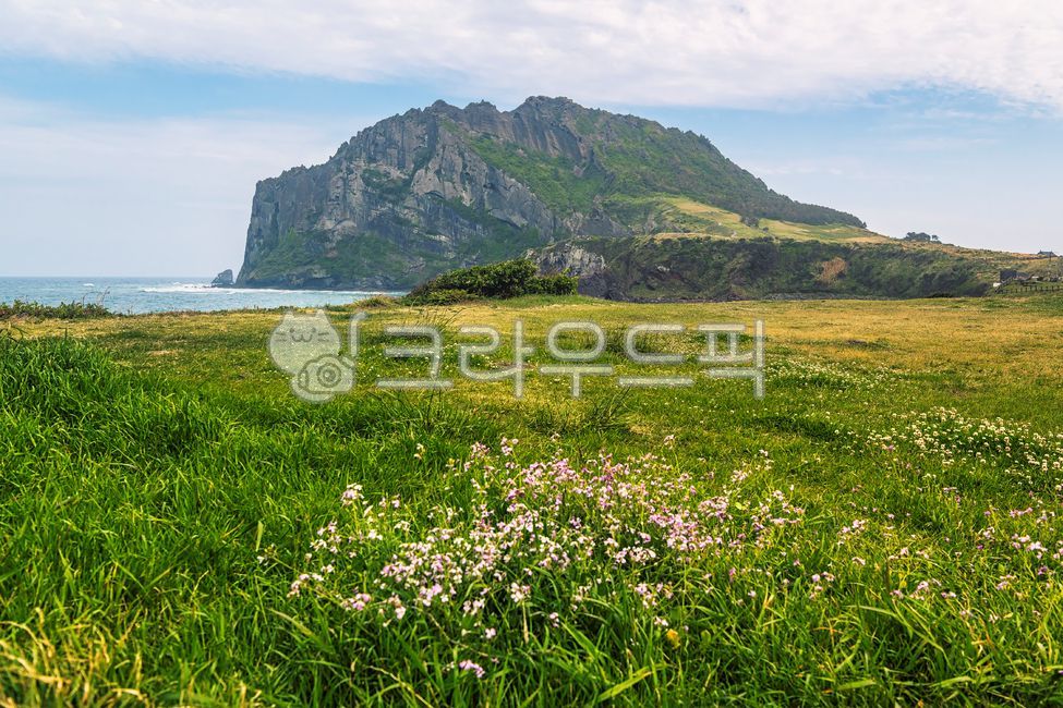 제주도,성산일출봉,관광지,유명장소,화산,화산지형,해안가,바다,수평선,하늘,구름,산,바위,암벽,풀,꽃,식물,무꽃,봄,야외,grassland,목초지,outdoors,옥외,field,들,nature,자연