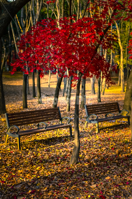 나무,ground,바닥,의자,2개,두개,밴치,역광,계단,가을,늦가을,겨울,단풍,낙엽,고즈넉,자연,furniture,가구,tree,plant,식물