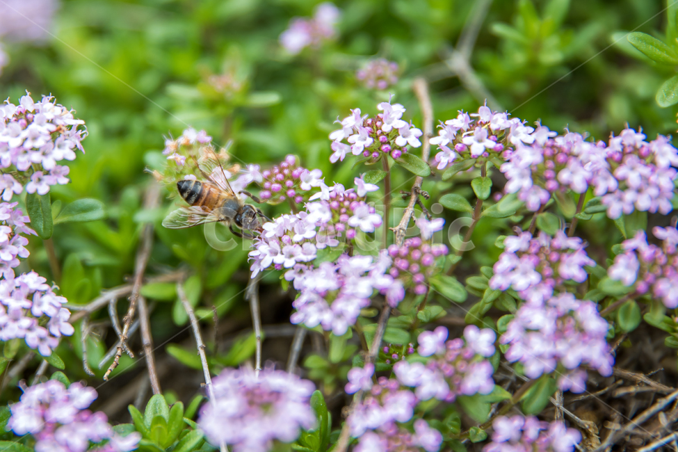 bee,벌,곤충,꿀벌,honeybee,insect,식물,자연,plants,nature,꽃,flower