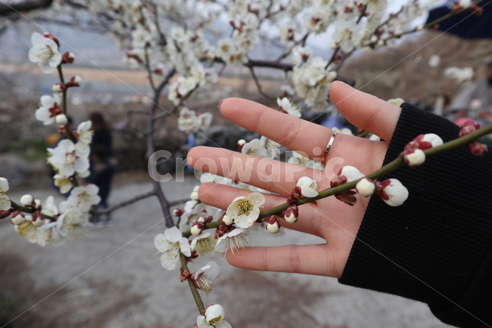 꽃,매화,벚꽃,봄,봄꽃,봄나들이,봄나무,spring,봄,계절,spring,season,plant,식물,blossom,flower