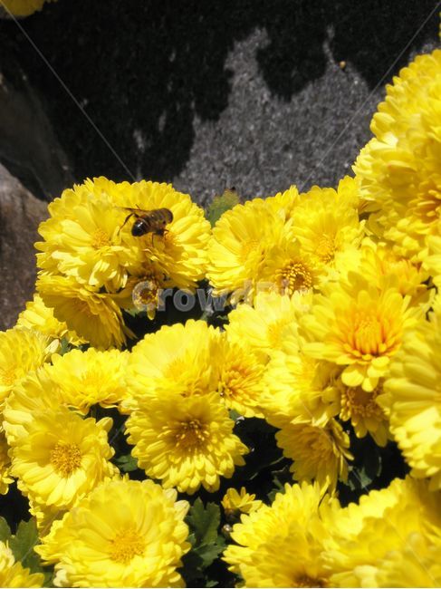 insect,곤충,bee,벌,animal,동물,honeybee,꿀벌,plant,식물,flower,꽃,국화,노란색,식물,자연,plants,nature,꽃,flower