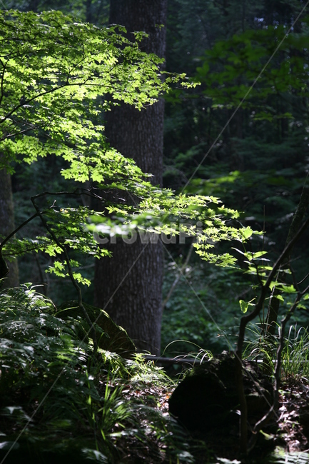 자연,나무,빛,초록,tree,식물,treetrunk,풍경,식물,자연,plants,nature,나무,trees,wood