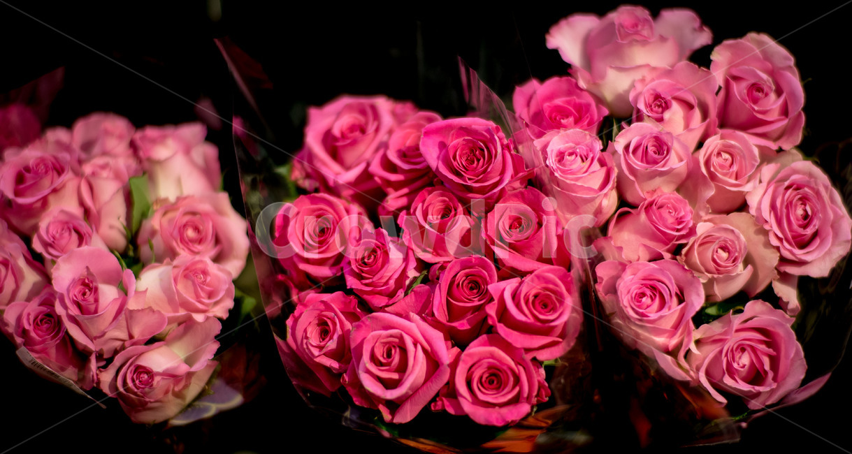 plant,식물,flowerarrangement,꽃꽂이,flowerbouquet,꽃부케,blossom,꽃,장미,rose,핑크장미