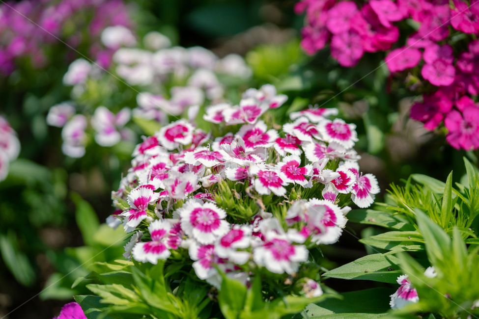 패랭이꽃,꽃,봄꽃,식물,봄,자연,근접,식물,자연,plants,nature,꽃,flower