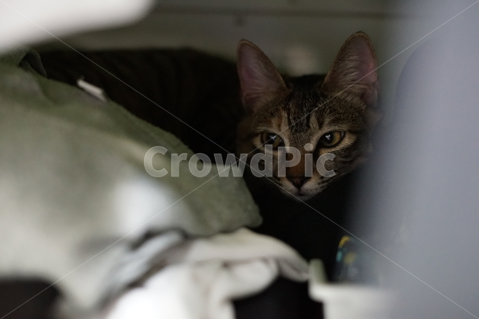 고양이,반려동물,동물,cat,pet,love,가족,family,동물,animal,포유류,mammal,고양이,cat,kitten,kitty