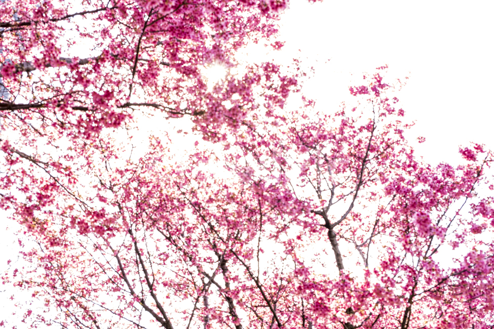 plant,cherryblossom,식물,blossom,벚꽃,꽃,flower,봄,핑크,분홍,화사한,추상,나무,pink,spring,abstract,windy,cherry,bloom,sun,light,식물,자연,plants,nature,꽃,flower