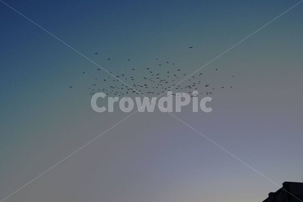 해질녘,sunset,하늘,저녁,새,동물,animal,조류,새,birds