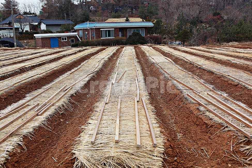 밭,농업,전,흙,농사,자연,풍경,겨울,농업,농사,agriculture,farming,farming industry
