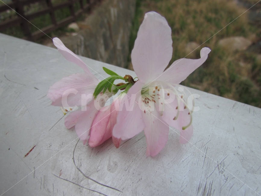 꽃,사진,감성,카메라,풍경,캐논,flower,picture,camera,canon,출사,자연,식물,자연,plants,nature,꽃,flower