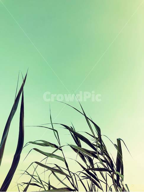바람,풀,잎사귀,여유,그린,초록색,green