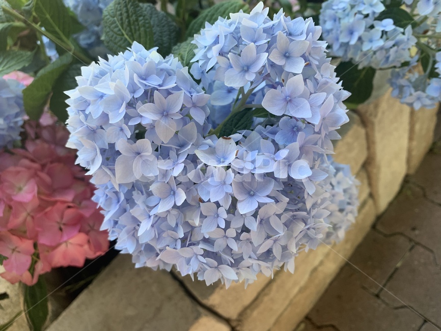 수국,blossom,꽃,flower,봄,spring,식물