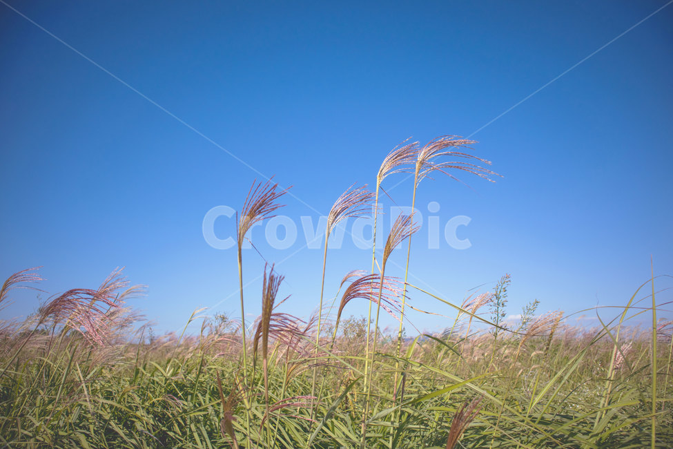 하늘공원,억새,공원,식물,억새풀,가을,자연,풍경,억새공원,억새밭,plants,nature,landscape,park,fall,autumn,가을,계절,fall,autumn,season,자연,풍경,nature,landscape,식물,plants,grass,잔디,plant,lawn
