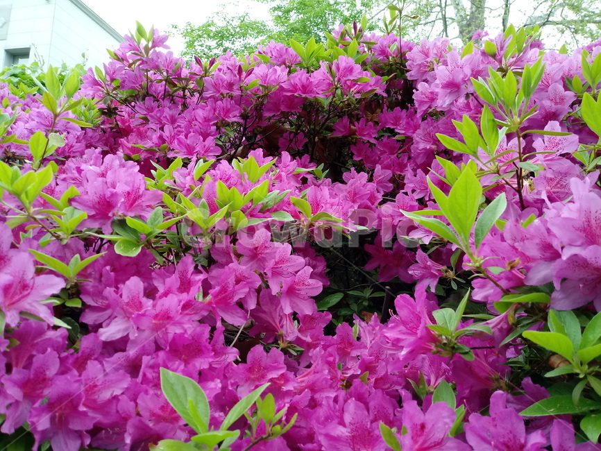 철쭉,smilerosebay,진달래과,식물,봄꽃,개꽃나무,springseasonflower,척촉화,낙엽관목,관상용