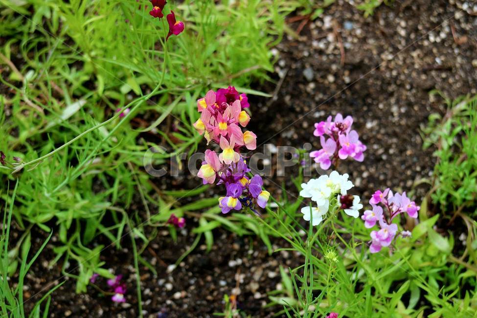 blossom,꽃,flower,식물,geranium,제라늄,vase,허브