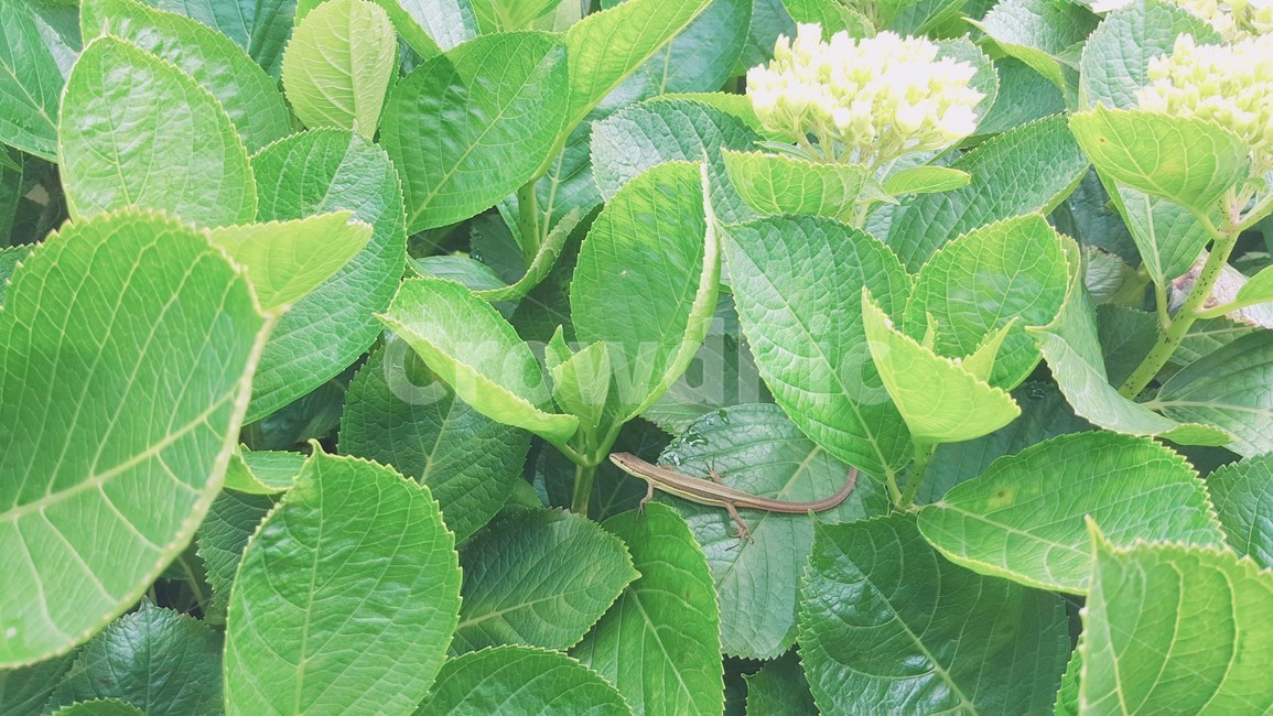 plant,식물,leaf,잎,도마뱀,lizard,꽃,flower,식물,자연,plants,nature,꽃,flower,파충류,양서류,reptile,amphibian