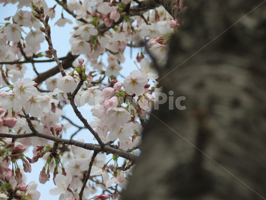 벚꽃,봄,나무,자연,하늘,분위기,사쿠라,꽃,감성,벚나무,배경화면,흰벚꽃,생명,sakura,cherryblossoms,spring,봄,계절,spring,season,plant,식물,blossom,flower