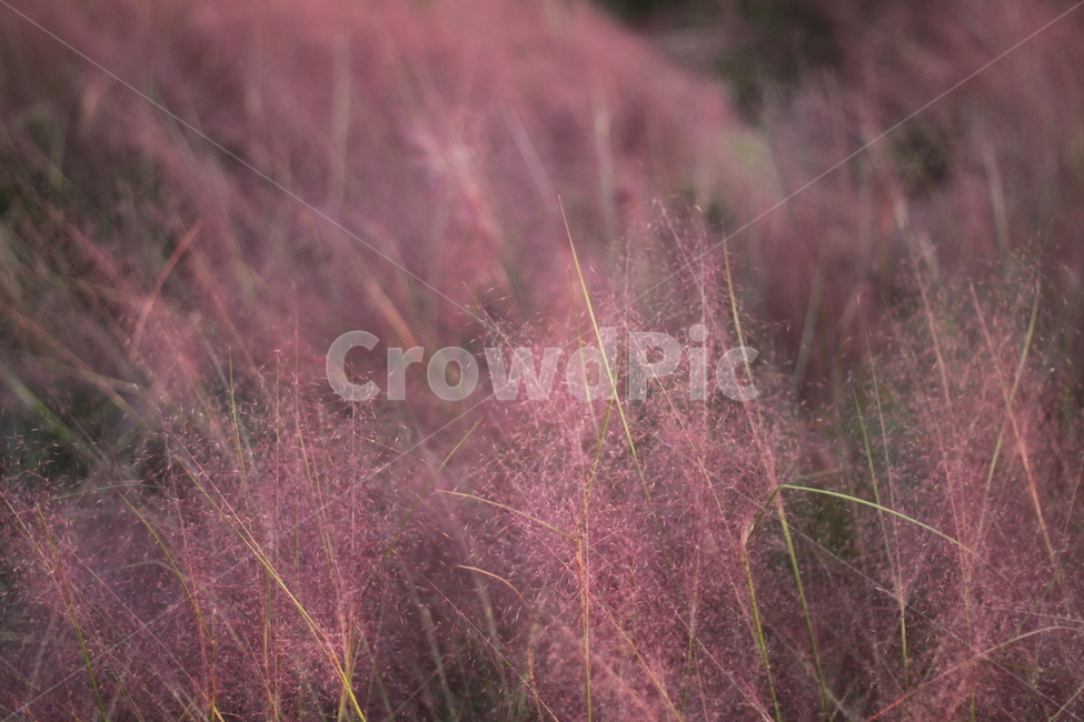 핑크뮬리,핑크,분홍,꽃,공원,자연,가을,식물,자연,plants,nature