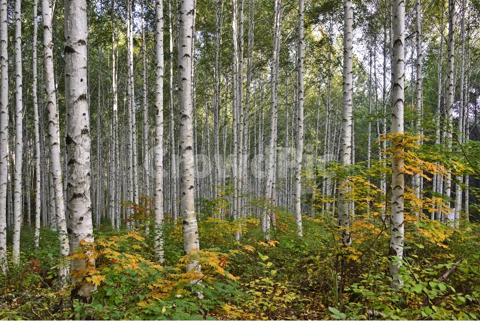 강원도,인제,원대리,자작나무,자작나무숲,원대리자작나무숲,tree,나무,plant,식물,자연,풍경,nature,landscape,식물,plants,나무,trees,wood