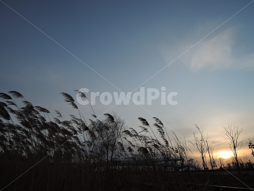 갈대,노을,하늘,해질녘,공원,reed,park,sky,sunset,자연,풍경,식물