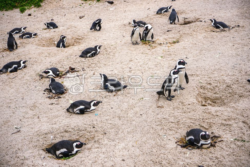 africa,nature,Penguin,bouldersbeach,cape town,republicofsouthafrica,wild animals,capetown,Boulders Beach,Beach,bird,beach,animal,Republic of South Africa,african penguin,wild,penguin