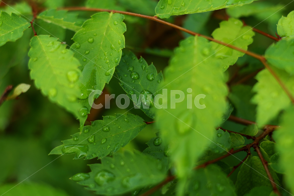 wetlesves,leaf,물방울,잎사귀,나뭇잎