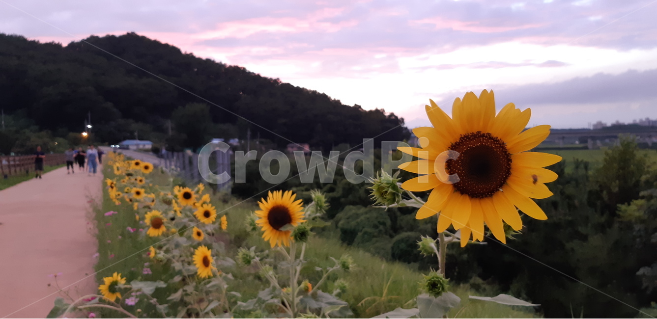 아산,신정호,해바라기,노을,하늘,구름,자연,조깅,산책,데이트,자연,풍경,nature,landscape,식물,plants,꽃,flower,plant,blossom,sunflower