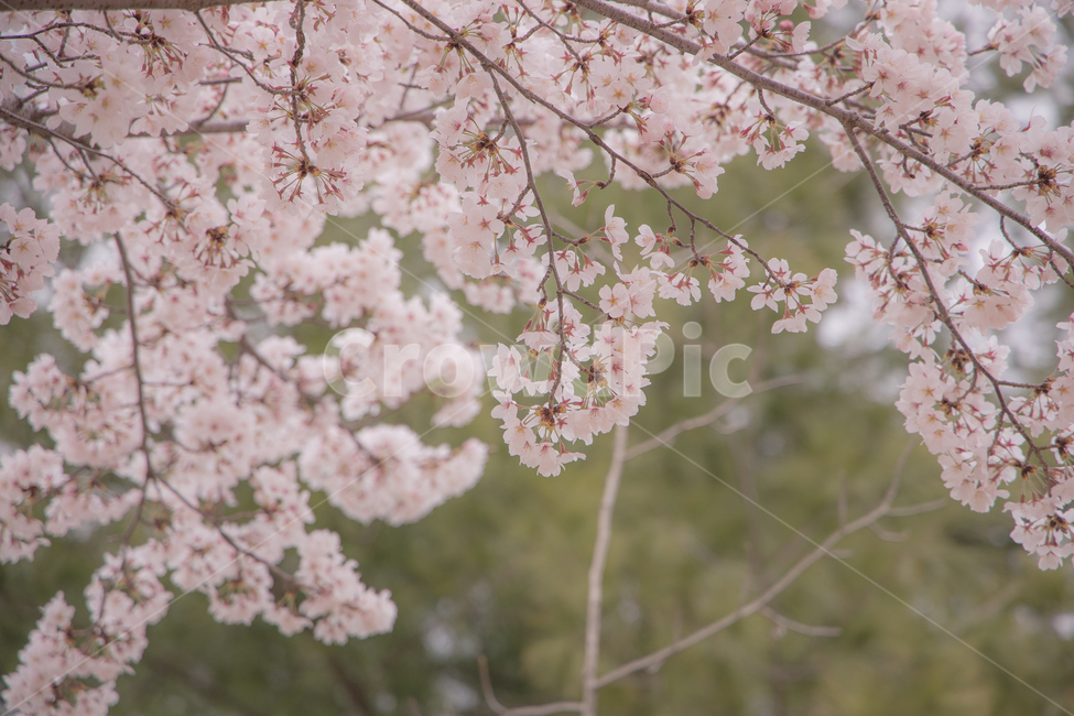 plant,식물,blossom,꽃,flower,벚꽃