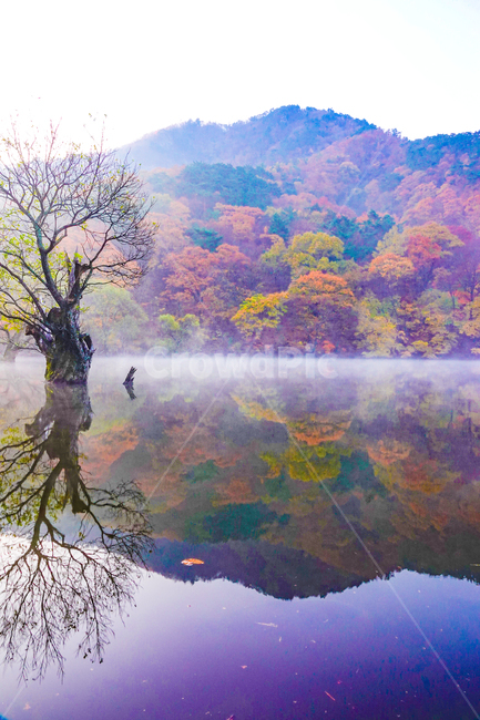 tree,나무,저수지,반영,안개,아침,일출,가을,단풍,물,주산지,청송군,고목