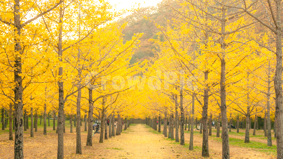 나무,은행나무,홍천,tree,plant,식물,가을,노랑,가을,계절,fall,autumn,season,maple,단풍
