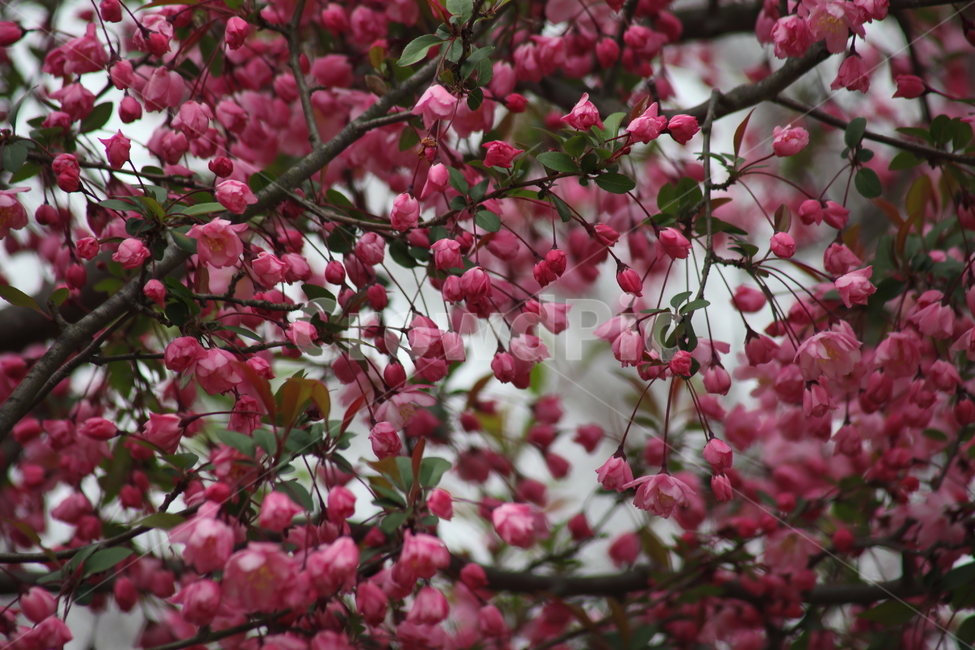꽃사과나무,서부해당화,꽃아그배나무,봄,hallcrabapple,식물,자연,plants,nature,꽃,flower