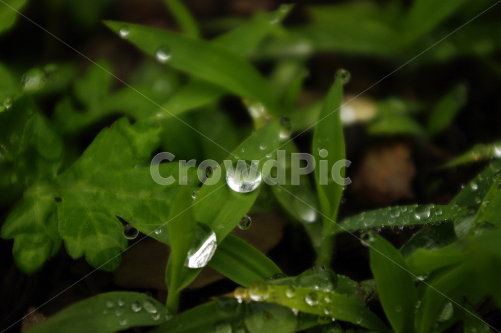 이슬,풀,식물,잎,초록색,식물,자연,plants,nature