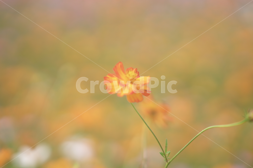코스모스,황하코스모스,노란코스모스,풍경,꽃,자연,가을,가을,계절,fall,autumn,season,식물,자연,plants,nature,꽃,flower,plant