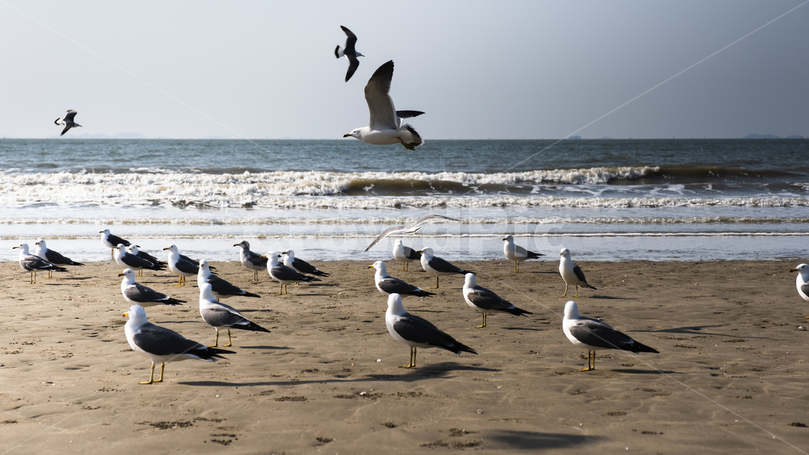 바다,갈매기,해변,animal,동물,bird,새,flying,나는,동물,animal,조류,새,birds