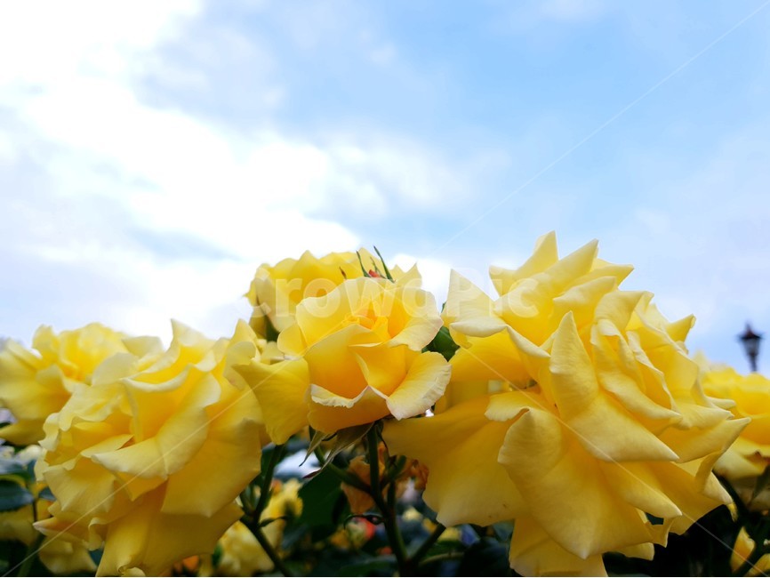 꽃,노란꽃,장미,하늘,정원,풍경,자연,식물,flower,sky,garden,yellowflower,rose,landscape,식물,자연,plants,nature,꽃,flower