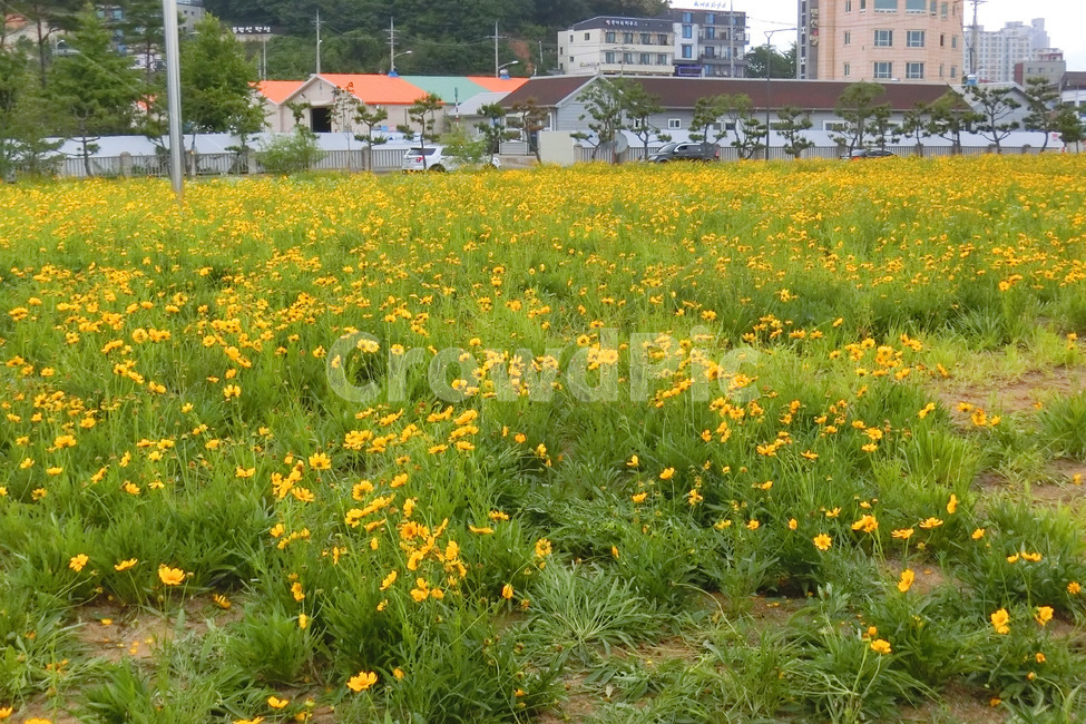 유채꽃밭,유채꽃,노란색꽃,꽃밭,풀밭
