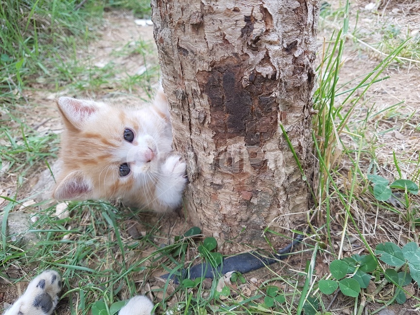 plant,식물,tree,나무,고양이,아기고양이,고양이새끼,새끼고양이,길고양이,동물,animal,포유류,mammal,고양이,cat,kitten,kitty